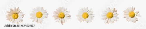 Set of chamomile flowers isolated on transparent background.