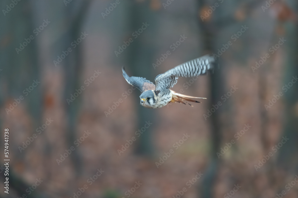 Fototapeta premium Common kestrel (Falco tinnunculus) is a bird of prey species belonging to the kestrel group of the falcon family Falconidae. Also known as the European kestrel, Eurasian kestrel.