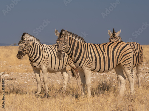 african plains zebra on the dry brown savannah grasslands browsing and grazing. focus is on the zebra with the background blurred, the animal is vigilant while it feeds © vaclav