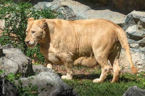 Big bengal tiger female lioness pregrant before childbirth