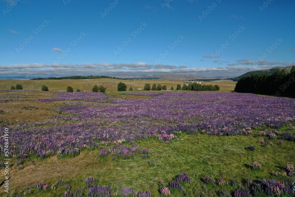 Fototapeta premium Purple flower field from the sky
