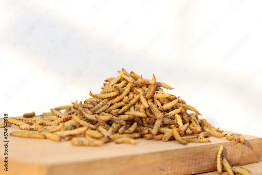 Concept of Dried black soldier fly maggots arranged on a wooden base after  being processed from live maggots Stock Photo