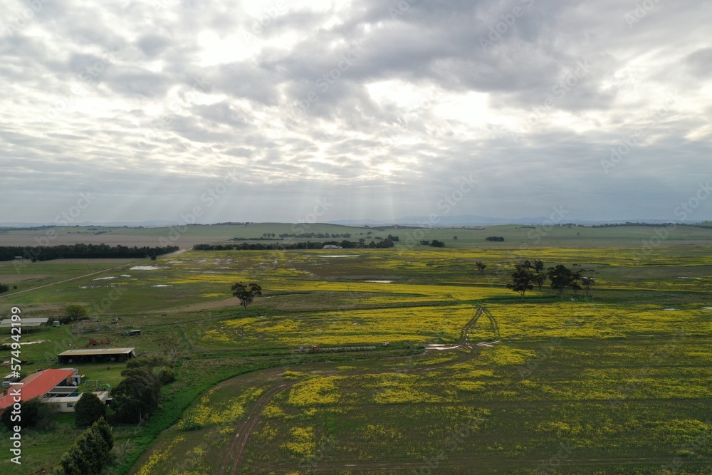An aerial view of yellow flower field