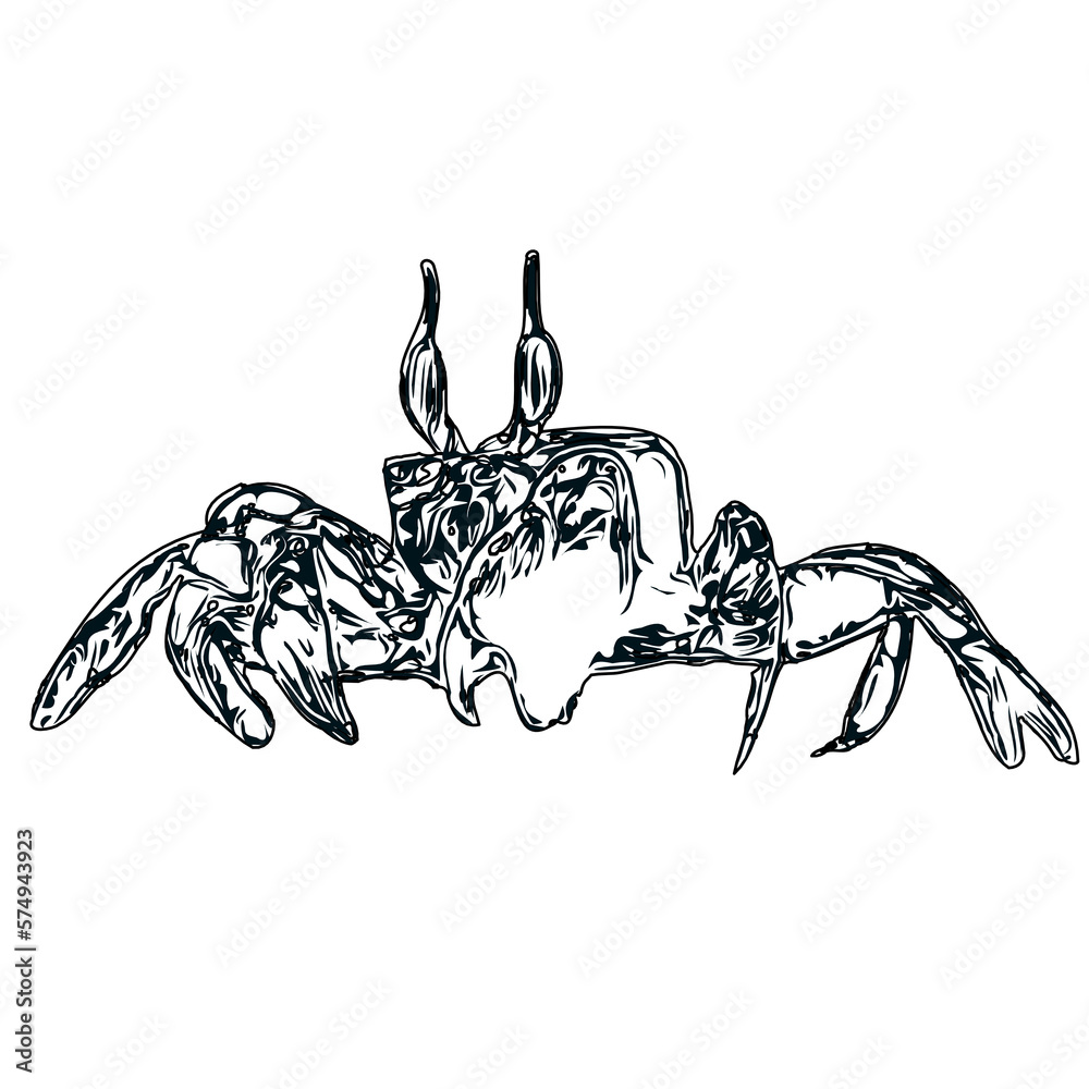 Fototapeta premium black and white sketch of a crab with transparent background