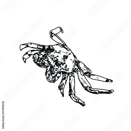 black and white sketch of a crab with transparent background