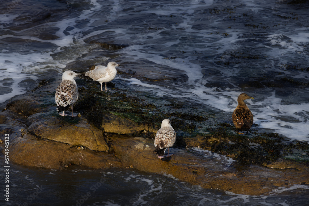 seagull on rocks seagull on rocks