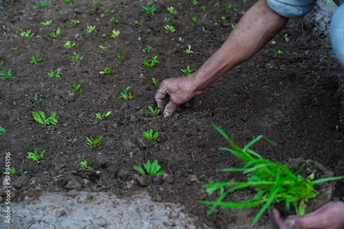 A gardener plants flower seedlings in a flower bed in the garden. A man's hand touches the soil with the sprouts. Selective Focus. Natural blurred background.