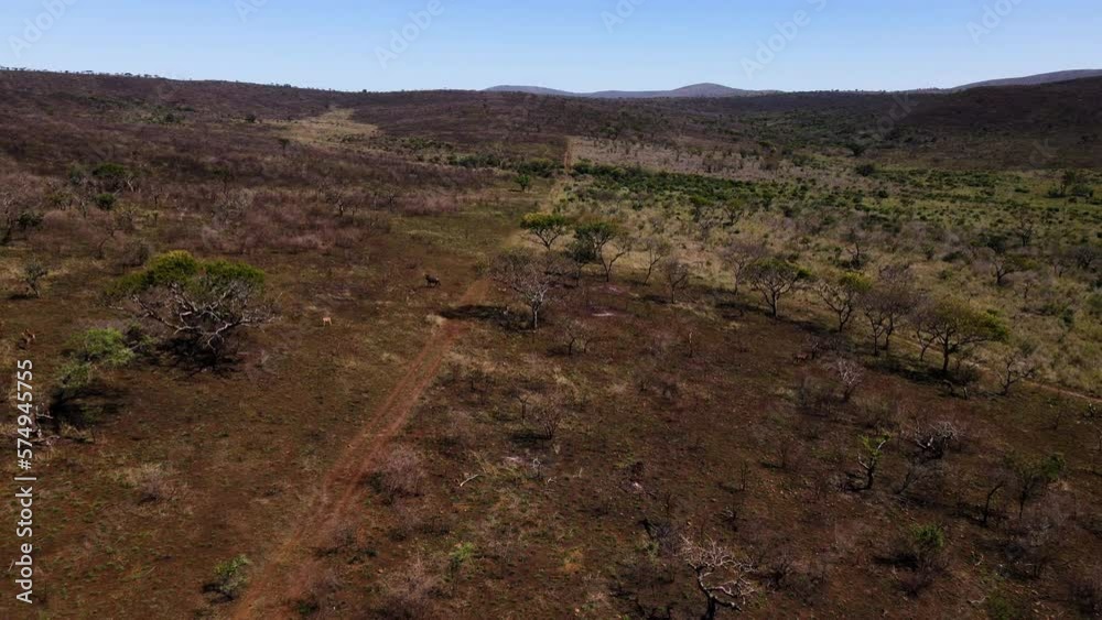 A reverse ariel drone shot showing two safari vehicles driving down a dirt road with wildebeest and impalas running across the dry African landscape A reverse ariel drone shot showing two safari vehicles driving down a dirt road with wildebeest and impalas running across the dry African landscape
