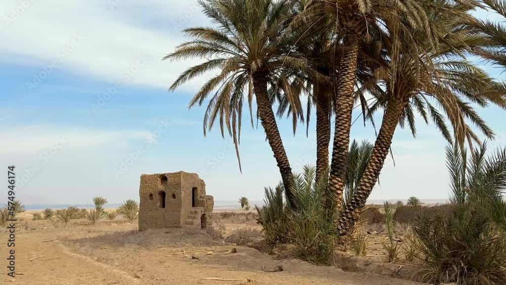 Authentic traditional organic sustainable local nomad native agriculture in Iran desert around rural district town village palm dates tree garden grove farmer grown date palm in south of Iran travel Authentic traditional organic sustainable local nomad native agriculture in Iran desert around rural district town village palm dates tree garden grove farmer grown date palm in south of Iran travel