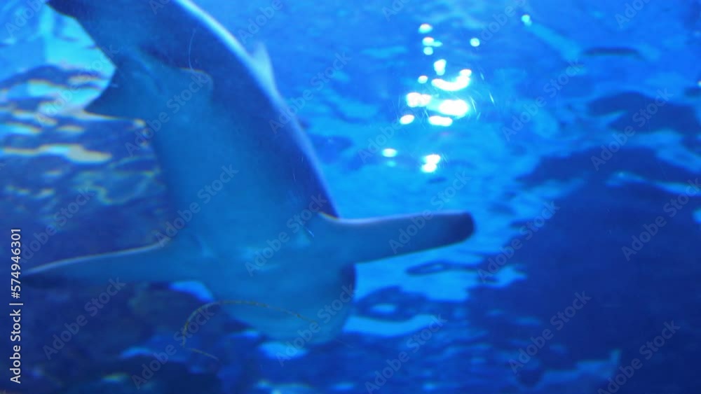 Sandbar shark swimming away peacefully