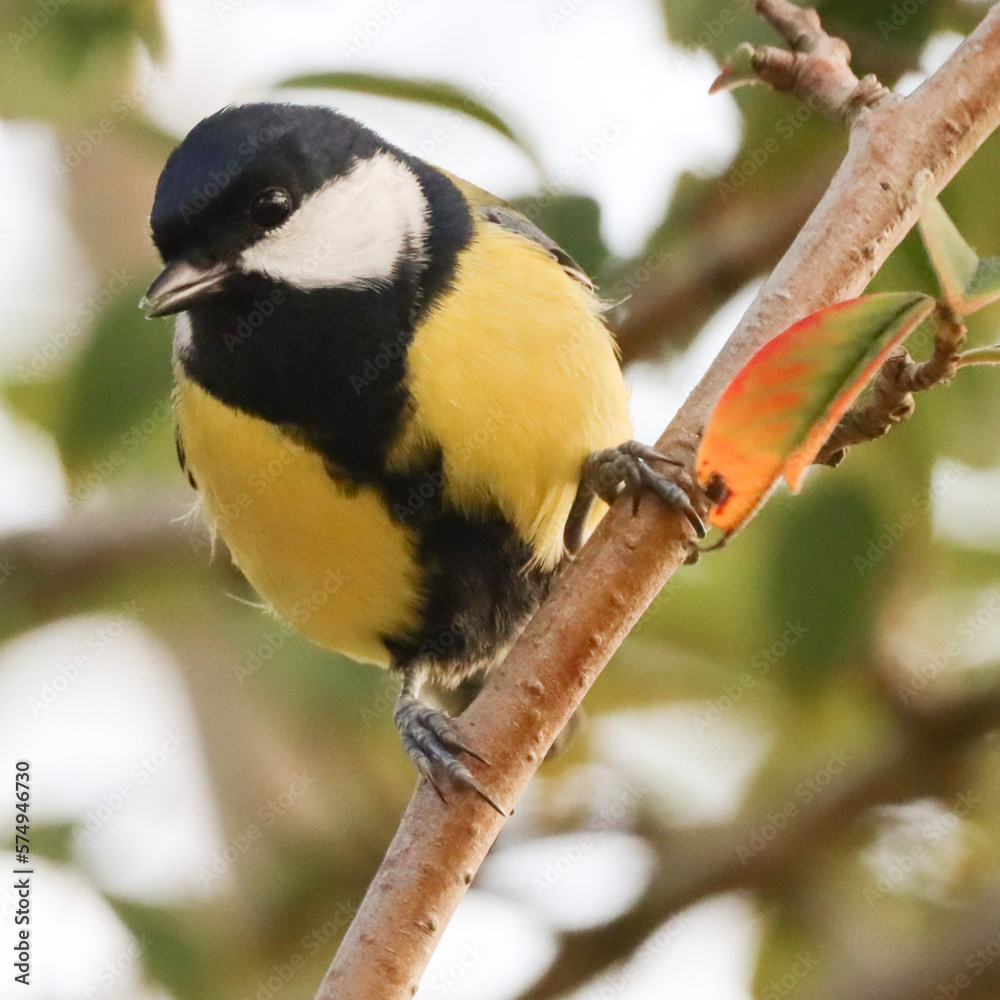 Fototapeta premium great tit yellow black bird