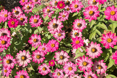 colorful flowerbed with pink zinnias