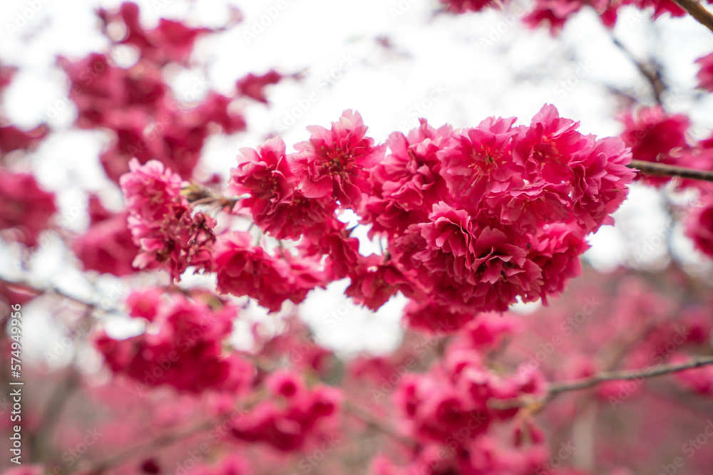Beautiful Yae Sakura Cherry Blossom blooming in Taiwan.