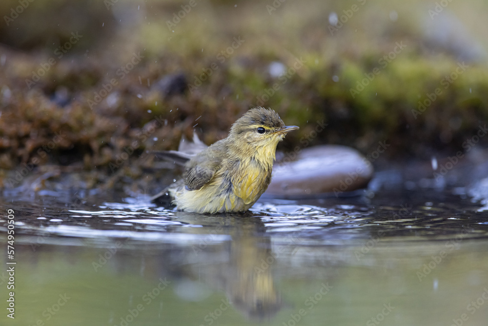 Wood warbler, Phylloscopus sibilatrix. a beautiful bird swims and looks at the reflection in the water Wood warbler, Phylloscopus sibilatrix. a beautiful bird swims and looks at the reflection in the water
