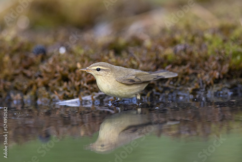 Wood warbler, Phylloscopus sibilatrix. a beautiful bird swims and looks at the reflection in the water