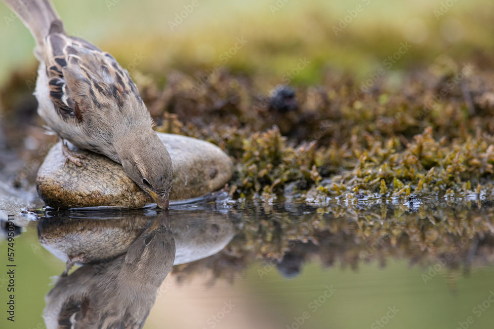 sparrow, Passer domesticus. a beautiful sparrow in a natural environment sparrow, Passer domesticus. a beautiful sparrow in a natural environment