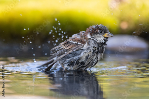 sparrow, Passer domesticus. a young sparrow is bathing