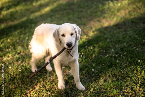 A large white Labrador retriever carries a stick in the summer on a lawn with a clover