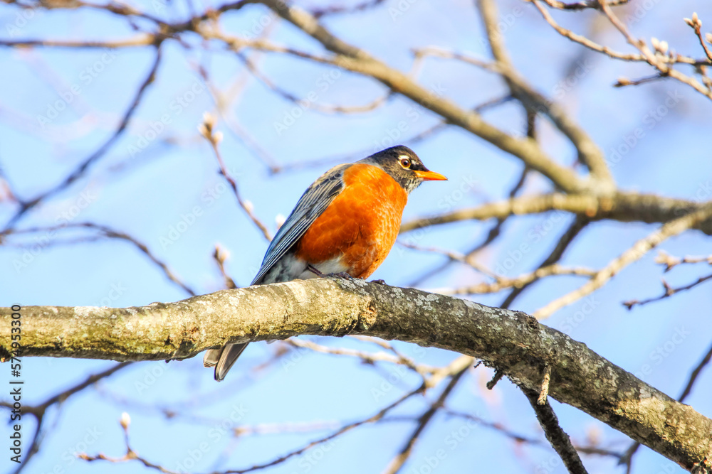 American Robin on a tree branch American Robin on a tree branch
