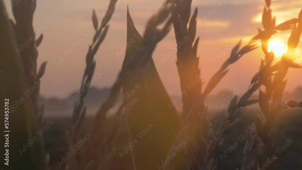 Slow motion tight shot of corn during sunrise
