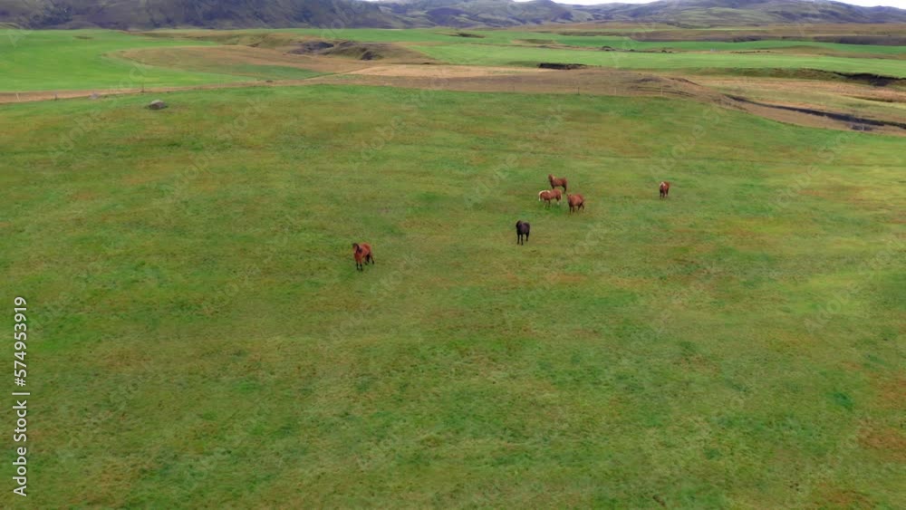 Aerial: A herd of horses on an Icelandic farm Aerial: A herd of horses on an Icelandic farm