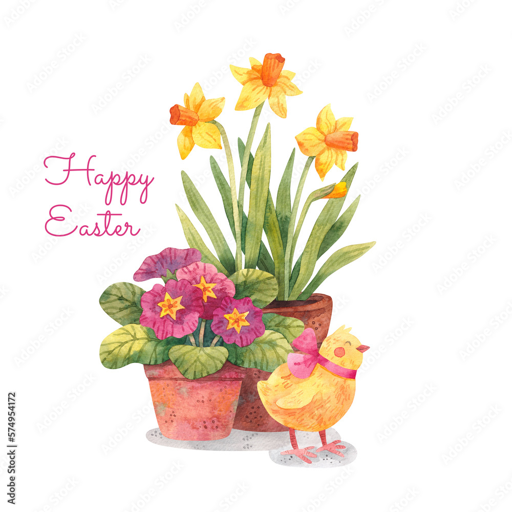 Potted spring flowers and a cute chick. Primula and yellow daffodil flowers in pots. Easter card design. Watercolor illustration. 
