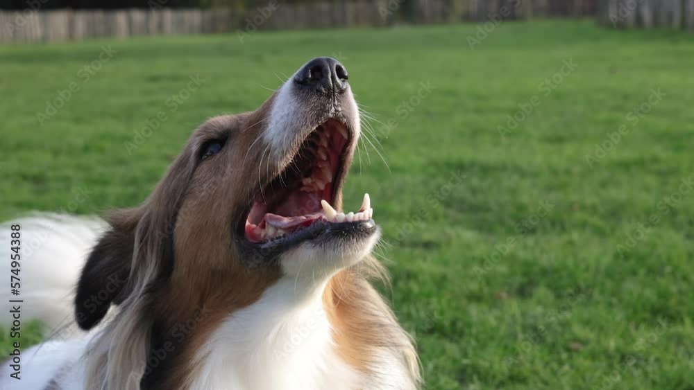Close up slow motion of sheltie dog barking with teeth showing on the grass Close up slow motion of sheltie dog barking with teeth showing on the grass