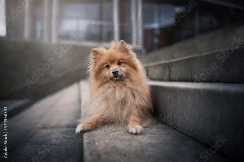Cute fluffy dog in stairs building city portrait looking at camera
