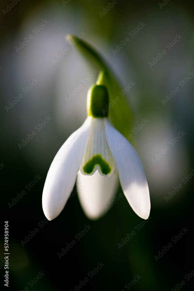 Snowdrop early bloomer flower macro close up with white petals in bright springtime sunshine in Sauerland Germany. Small single Galanthus with small glistening fresh dew drops after rain. Snowdrop early bloomer flower macro close up with white petals in bright springtime sunshine in Sauerland Germany. Small single Galanthus with small glistening fresh dew drops after rain.