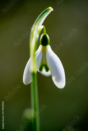 Snowdrop early bloomer flower macro close up with white petals in bright springtime sunshine in Sauerland Germany. Small single Galanthus with small glistening fresh dew drops after rain.