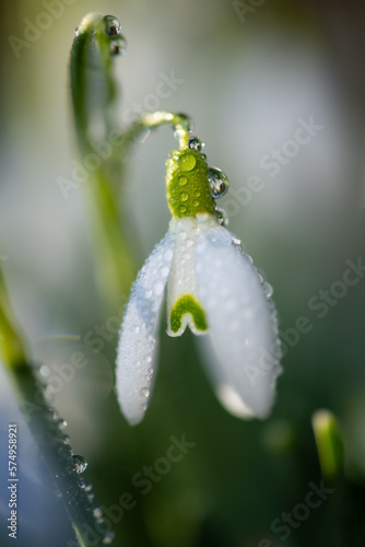 Snowdrop early bloomer flower macro close up with white petals in bright springtime sunshine in Sauerland Germany. Small single Galanthus with small glistening fresh dew drops after rain.