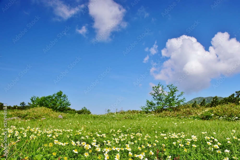 立山アルパイン　お花畑