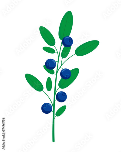 Blueberry branch with fresh ripe blueberries and leaves