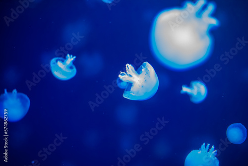 Jellyfish in a beautiful blue environment © mirza77