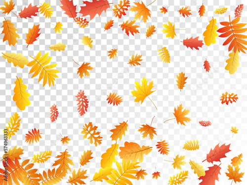 Oak, maple, wild ash rowan leaves vector, autumn foliage on transparent background.