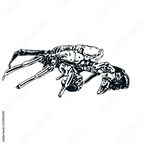 black and white sketch of a crab with transparent background