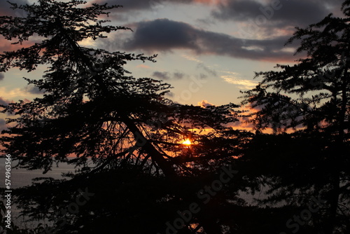 Golden sun sunset over the sea with illuminated red sky and reflection on the water surface view of the landscape from a high place behind a pine tree