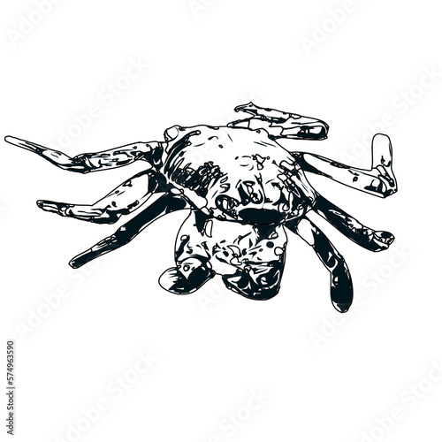 black and white sketch of a crab with transparent background