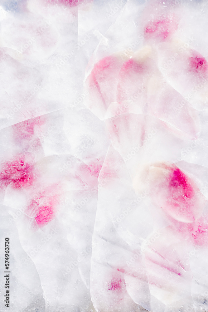 Fototapeta premium Flower petals in ice. Spring coming concept.