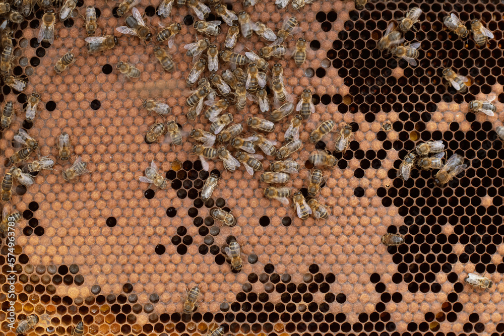 worker bee comb creating cells for larvae worker bee comb creating cells for larvae