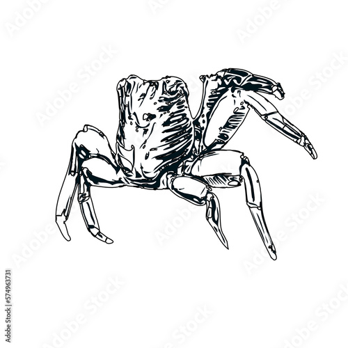 black and white sketch of a crab with transparent background