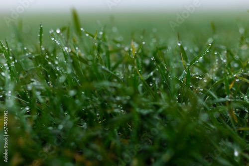 Morning Dew on Green Fresh Spring Grass