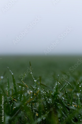 Morning Dew on Green Grass in Fog