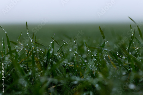 Morning Dew on Green Grass in Fog