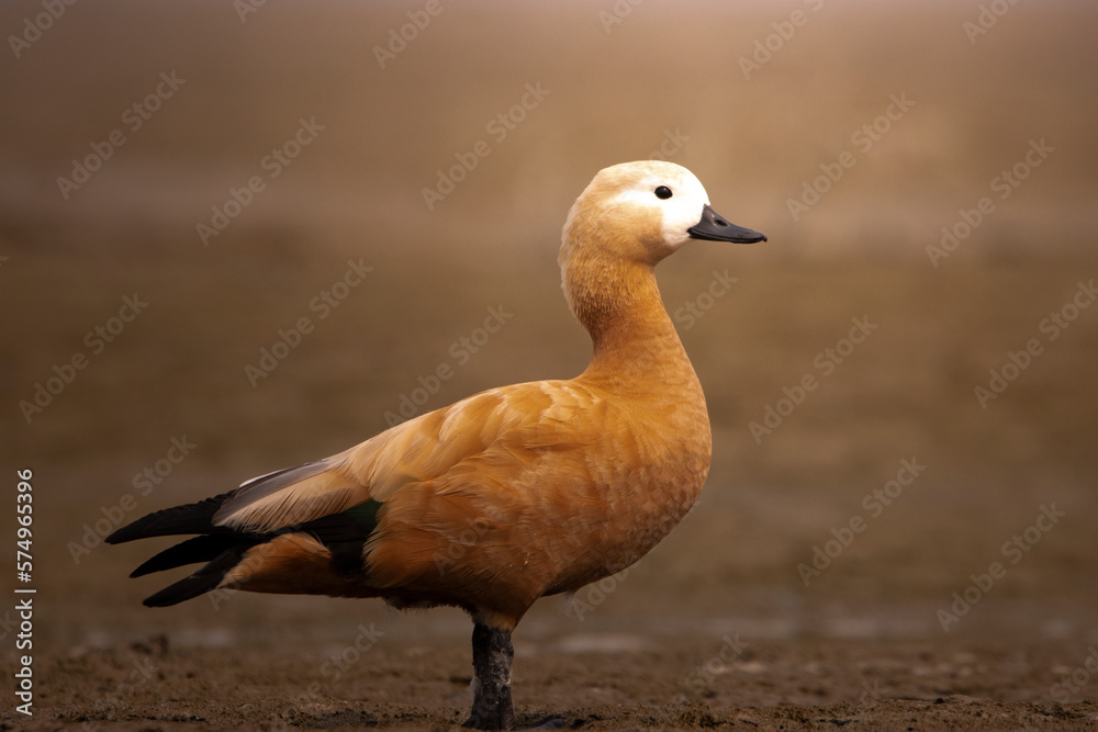 A female ruddy shelduck at gajoldoba A female ruddy shelduck at gajoldoba
