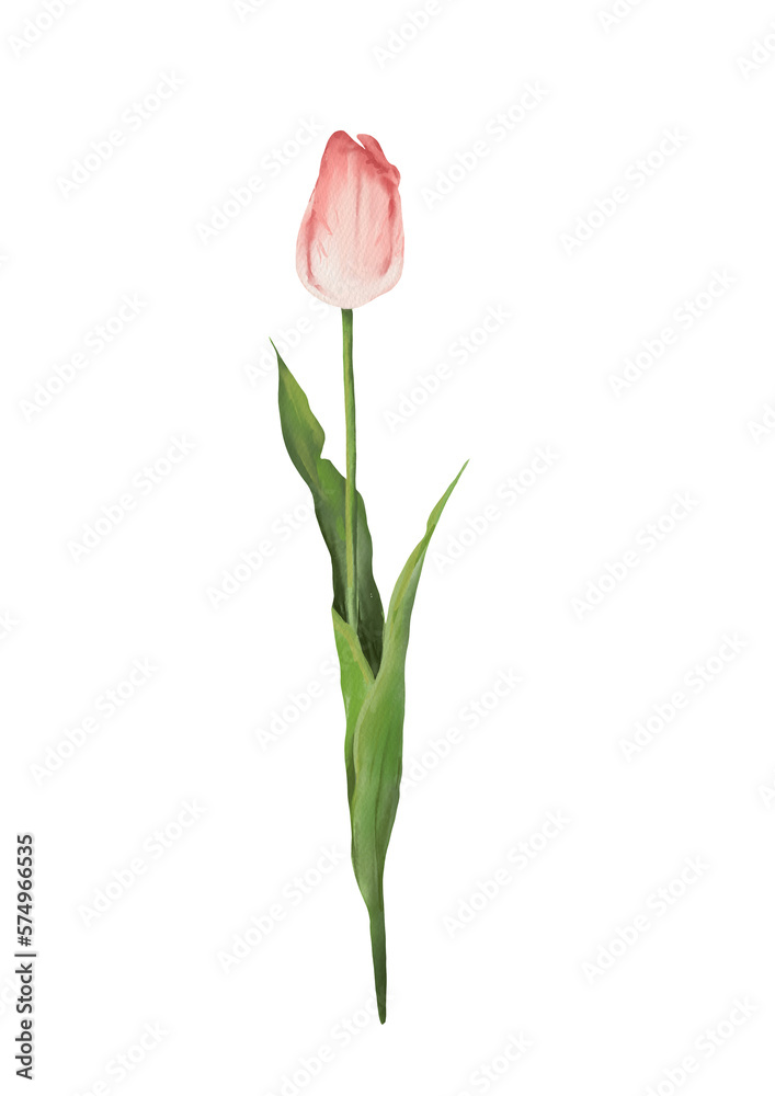 Watercolor botanical illustration of pink tulip flower
