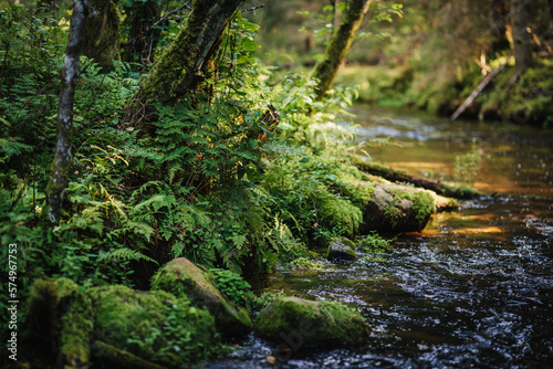 Moss and ferns cover rocks by small river in temperate mixed forest