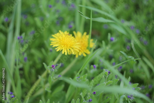  flowers, nature, foliage, greenery, summer, dandelion,