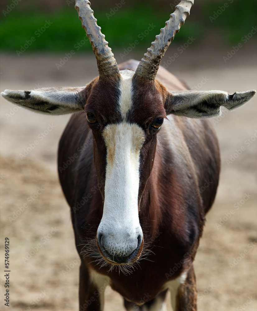 Bontenok. Specie: Damaliscus pygargus pygargus. Bontenok. Specie: Damaliscus pygargus pygargus.