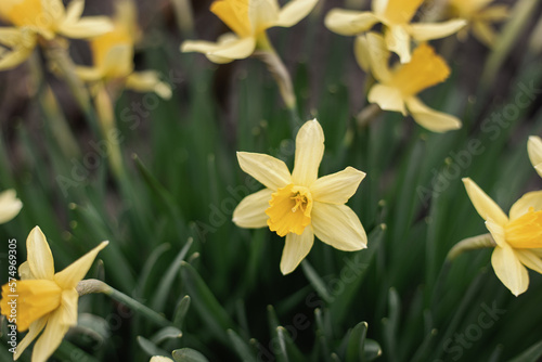 Blooming flowerbed of yellows narcissus on a blurred background. Flowers daffodils (Narcissus) yellow and white. Spring flowering bulb plants in the flowerbed. Selective focus.